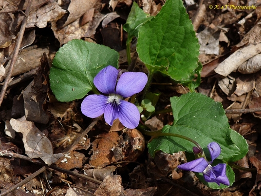 {Viola sororia}